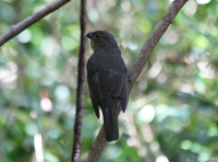 tooth-billed-bowerbird