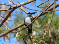 torresian-kingfisher