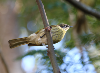 varied-honeyeater