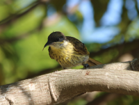 varied-honeyeater2