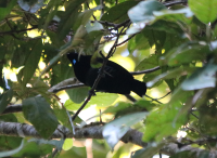 victoria-riflebird