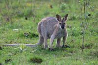 wallaby