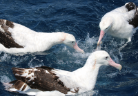 wandering-albatross1