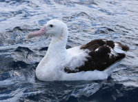 wandering-albatross2