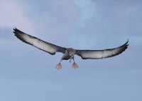 white-capped-albatross