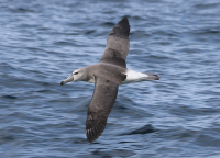 white-capped-albatross2