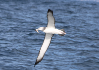 white-capped-albatross3