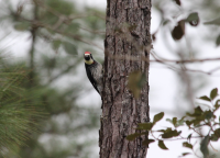 Acorn Woodpecker