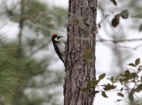 Acorn Woodpecker