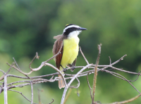 A Kiskadee