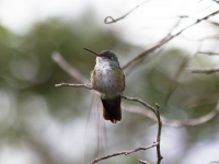 Azure-crowned Hummingbird