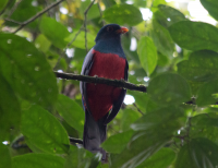 Slaty-tailed Trogon