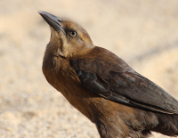 Female Grackle