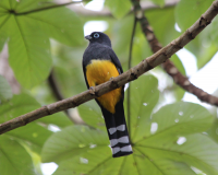 Black-headed Trogon