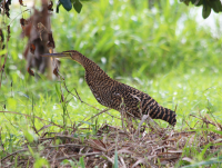 Bare-throated Tiger Heron