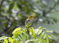 Black-throated Green Warbler