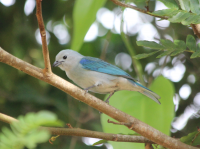 Blue-gray Tanager