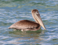 Brown Pelican