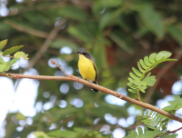 Common Tody Flycatcher