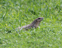 Female green iguana