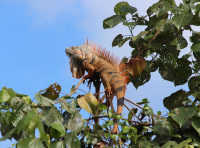 Green iguana