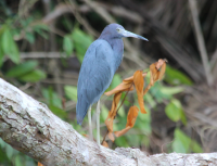 Little blue heron