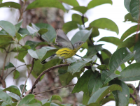 Magnolia Warbler