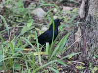 Melodious Blackbird