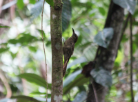 Northern barred woodpecker