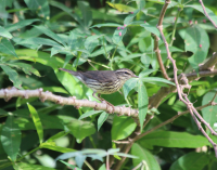 Northern Waterthrush