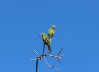 Olive-throated Parakeet