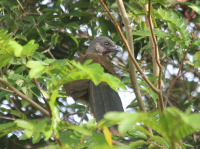 Plain Chacalaca