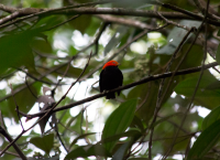 Red-capped Manakin