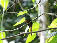 Rufous-tailed Jacamar