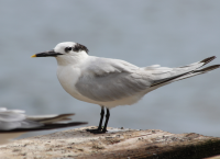 Sandwich Tern