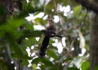 Squirrel Cuckoo