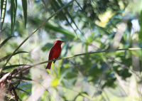 Summer Tanager