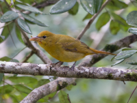 Summer Tanager