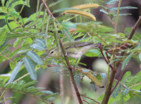 Tennessee Warbler