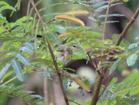 Tennessee Warbler