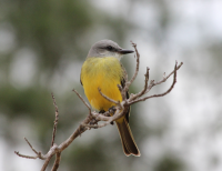 Tropical Kingbird