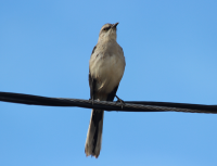 Tropical Mockingbird