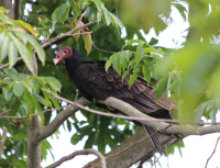 Turkey Vulture