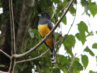 Violaceous Trogon