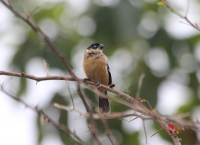 White-collared Seedeater