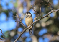 White-collared Seedeater