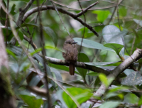 White-whiskered Puffbird