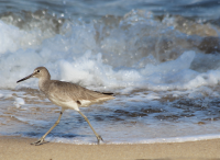 Willet