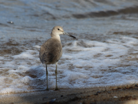 Willet