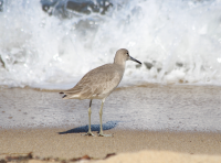 Willet